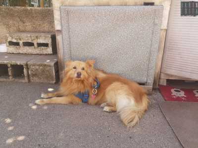 Durante la ricerca di una motozappa che avvenne un incontro fondamentale, quello con il suo cane. �Quel giorno stavo parlando col meccanico � racconta - quando notai questo volpino abbandonato che continuava ad avvicinarsi a me. Decisi cos� di portarmelo a casa�